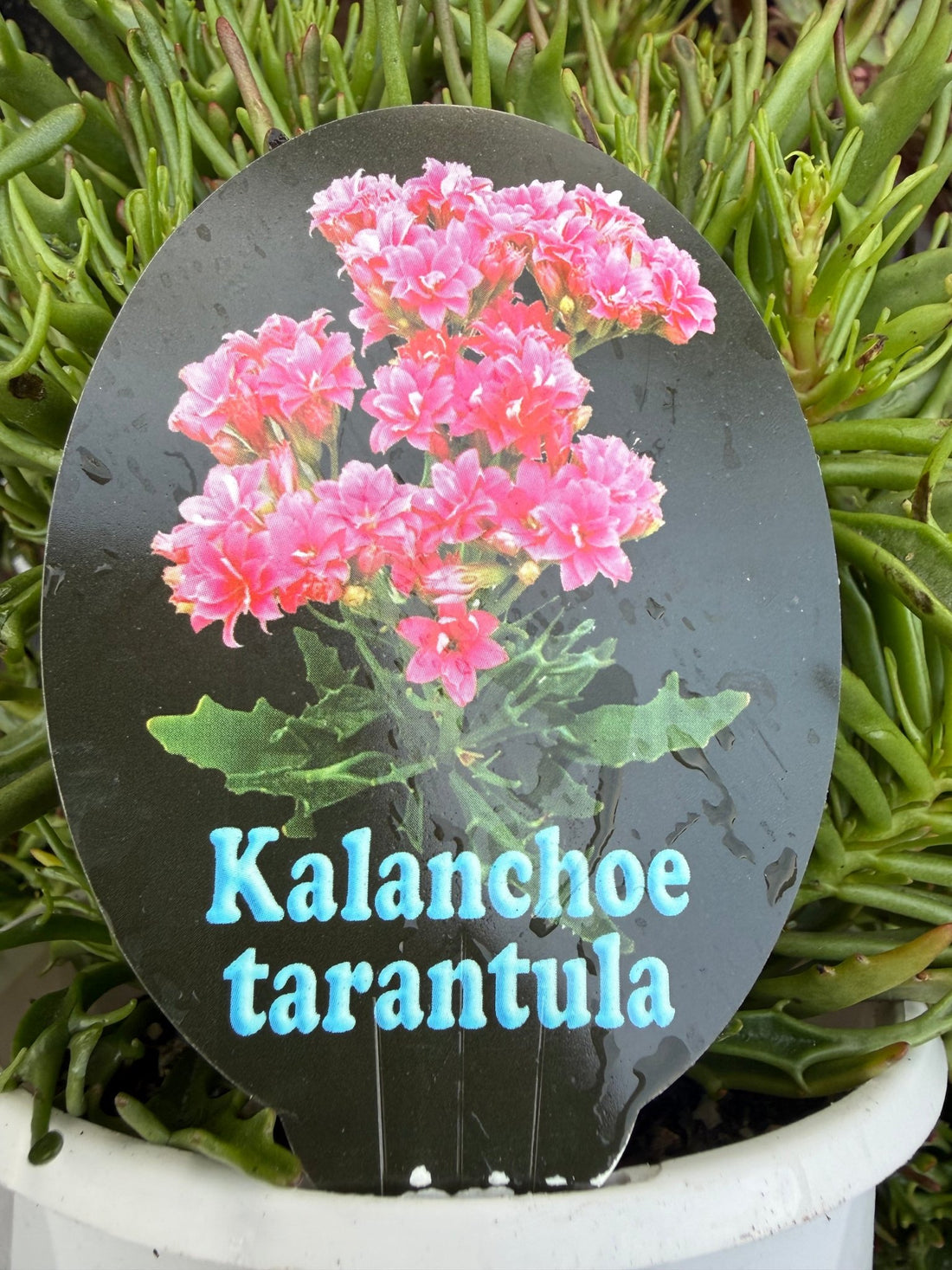 Kalanchoe tarantula - Ladybird Nursery