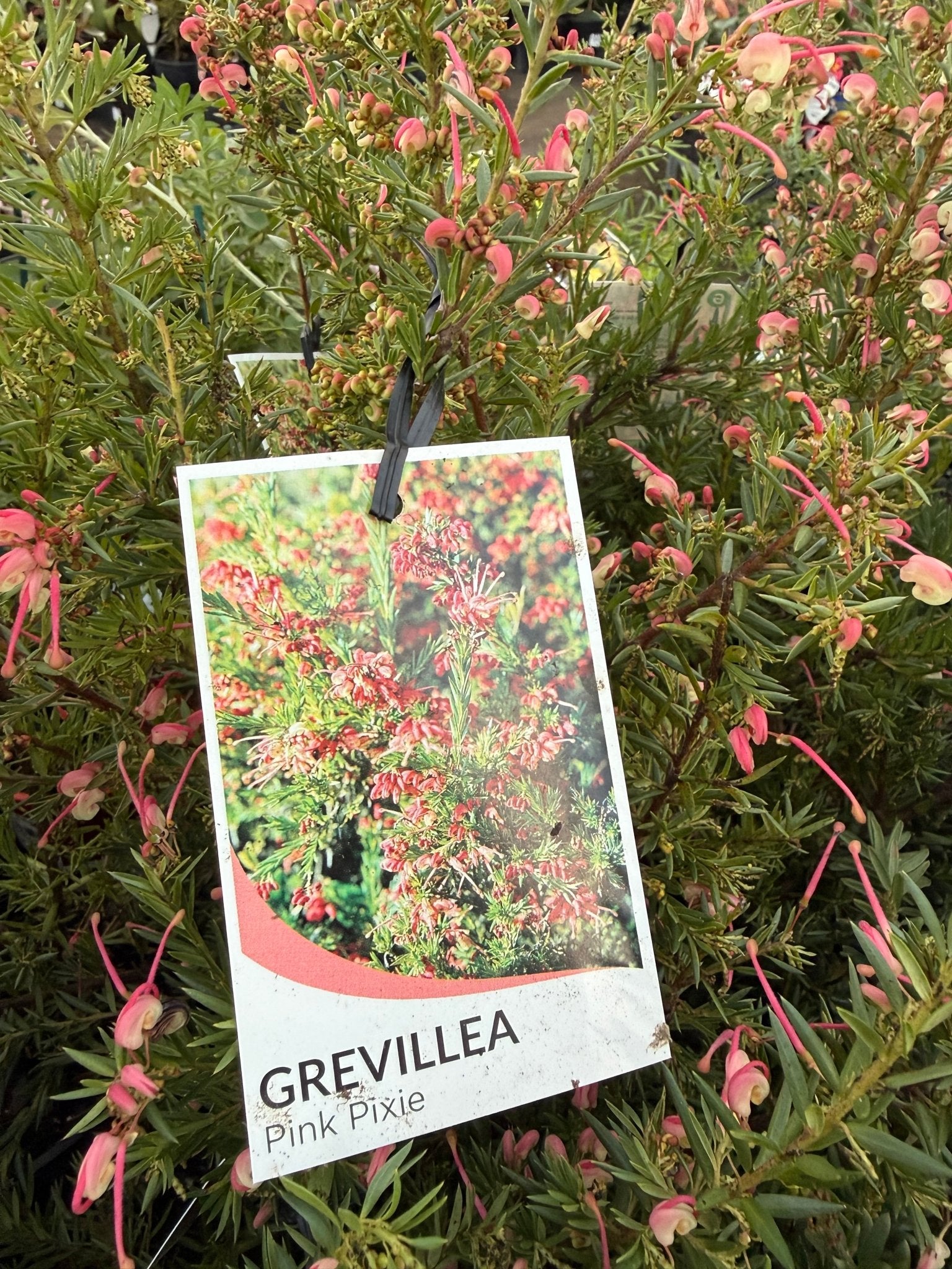 Dwarf Grevillea 'Pink Pixie' (Grevillea rosmarinifolia) - Ladybird Nursery