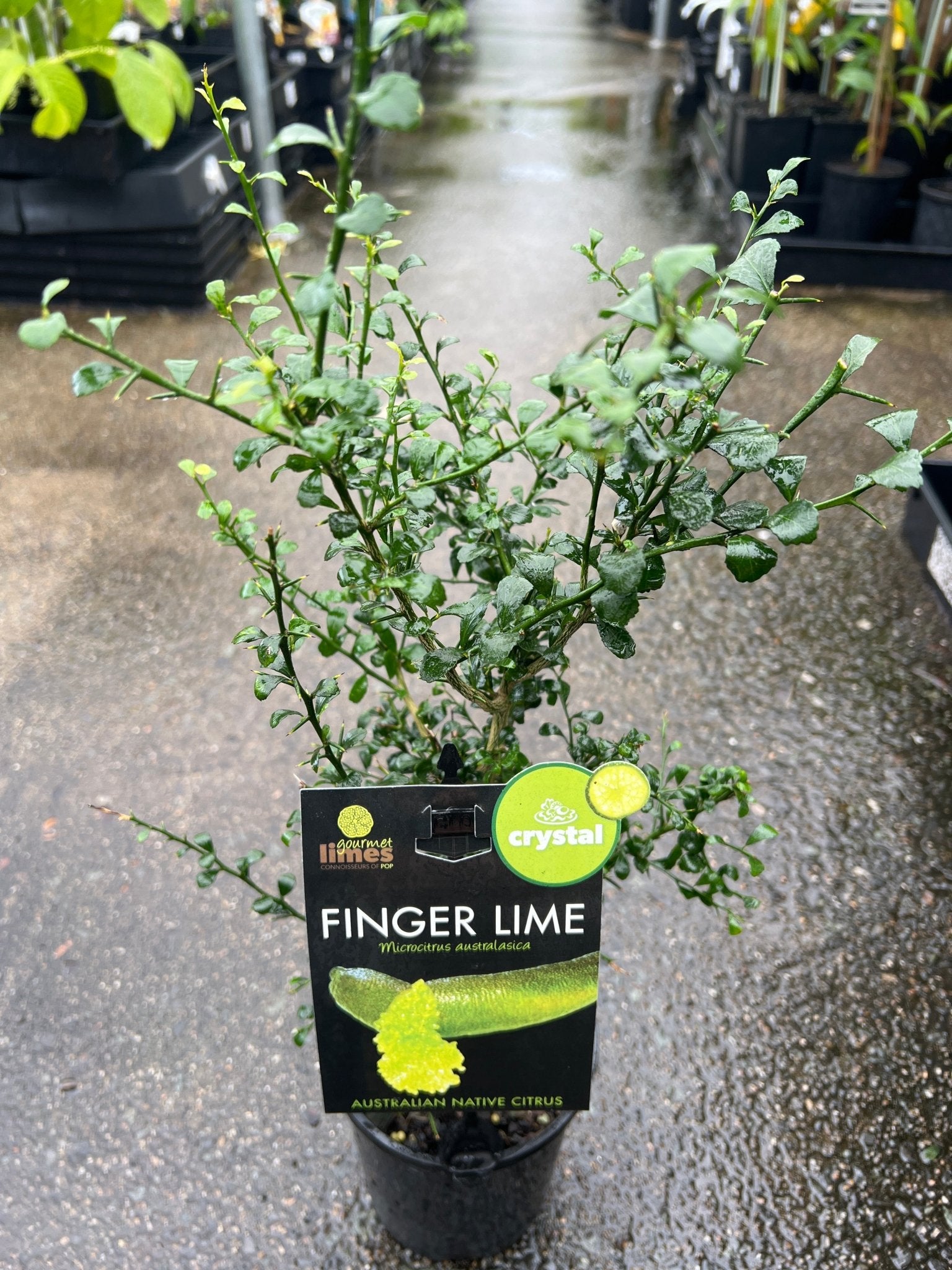 Finger Lime ‘Crystal’ (QLD only) - Ladybird Nursery