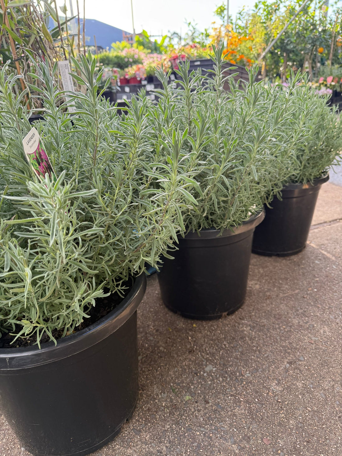Lavender 'Avonview' (Lavandula stoechas) - Extra Large (PICKUP ONLY) - Ladybird Nursery