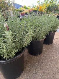 Lavender 'Avonview' (Lavandula stoechas) - Extra Large (PICKUP ONLY) - Ladybird Nursery