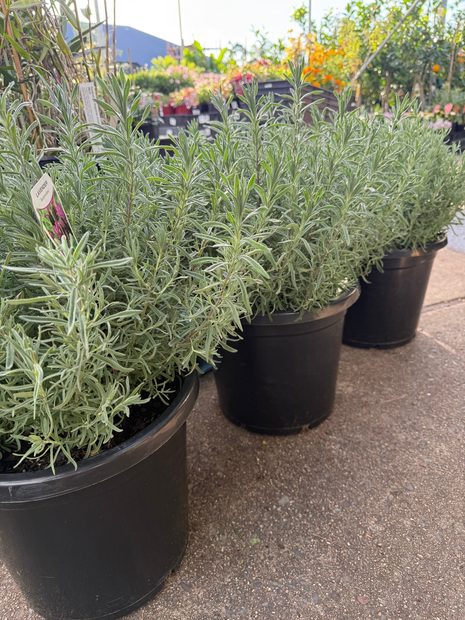 Lavender 'Avonview' (Lavandula stoechas) - Extra Large (PICKUP ONLY) - Ladybird Nursery