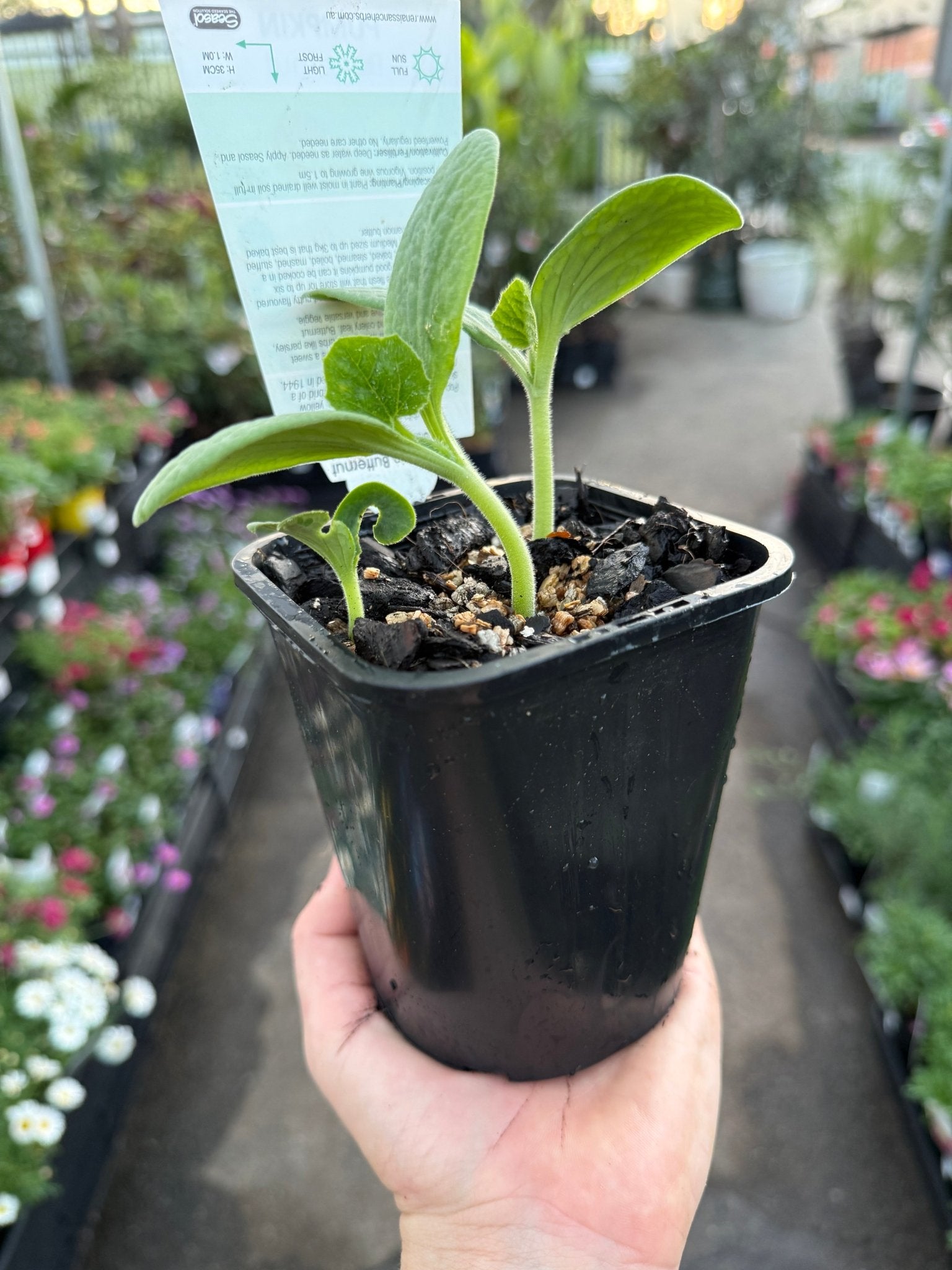 Pumpkin 'Butternut' (Pickup Only) - Ladybird Nursery