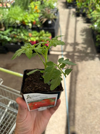 Tomato 'Grosse Lisse' - Ladybird Nursery