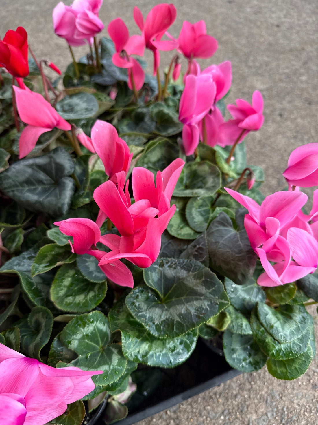 Cyclamen Leopardo Large 'Pink' - Ladybird Nursery