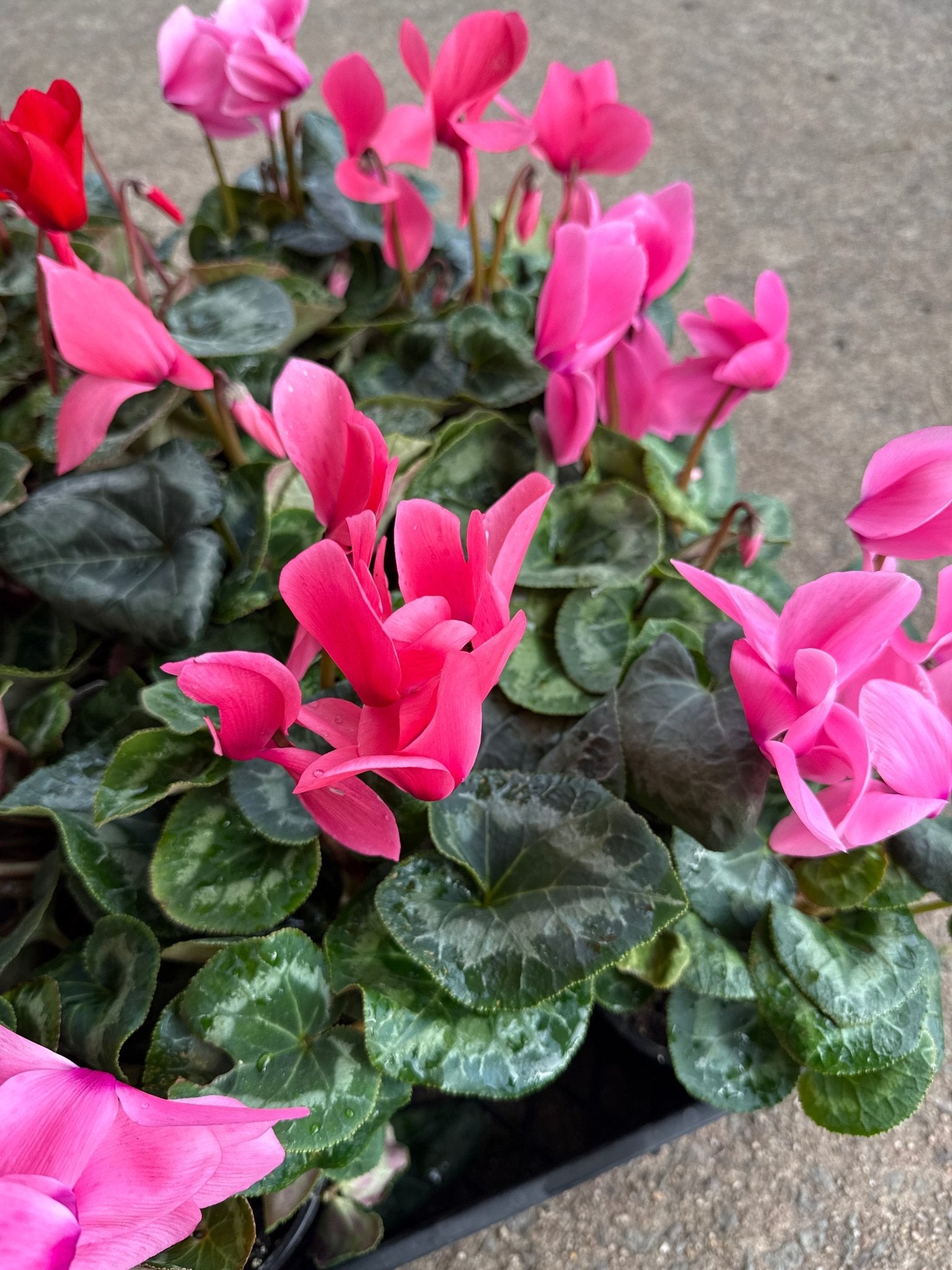 Cyclamen Leopardo Large 'Pink' - Ladybird Nursery