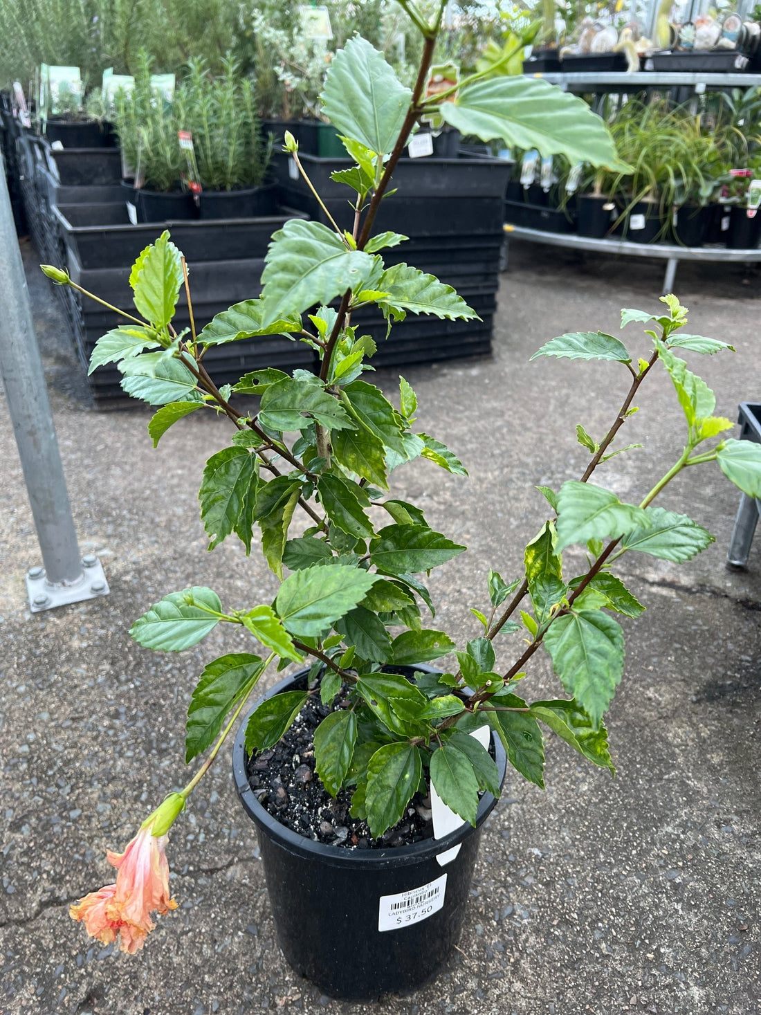 Hibiscus ‘El Capitolio’ - Ladybird Nursery