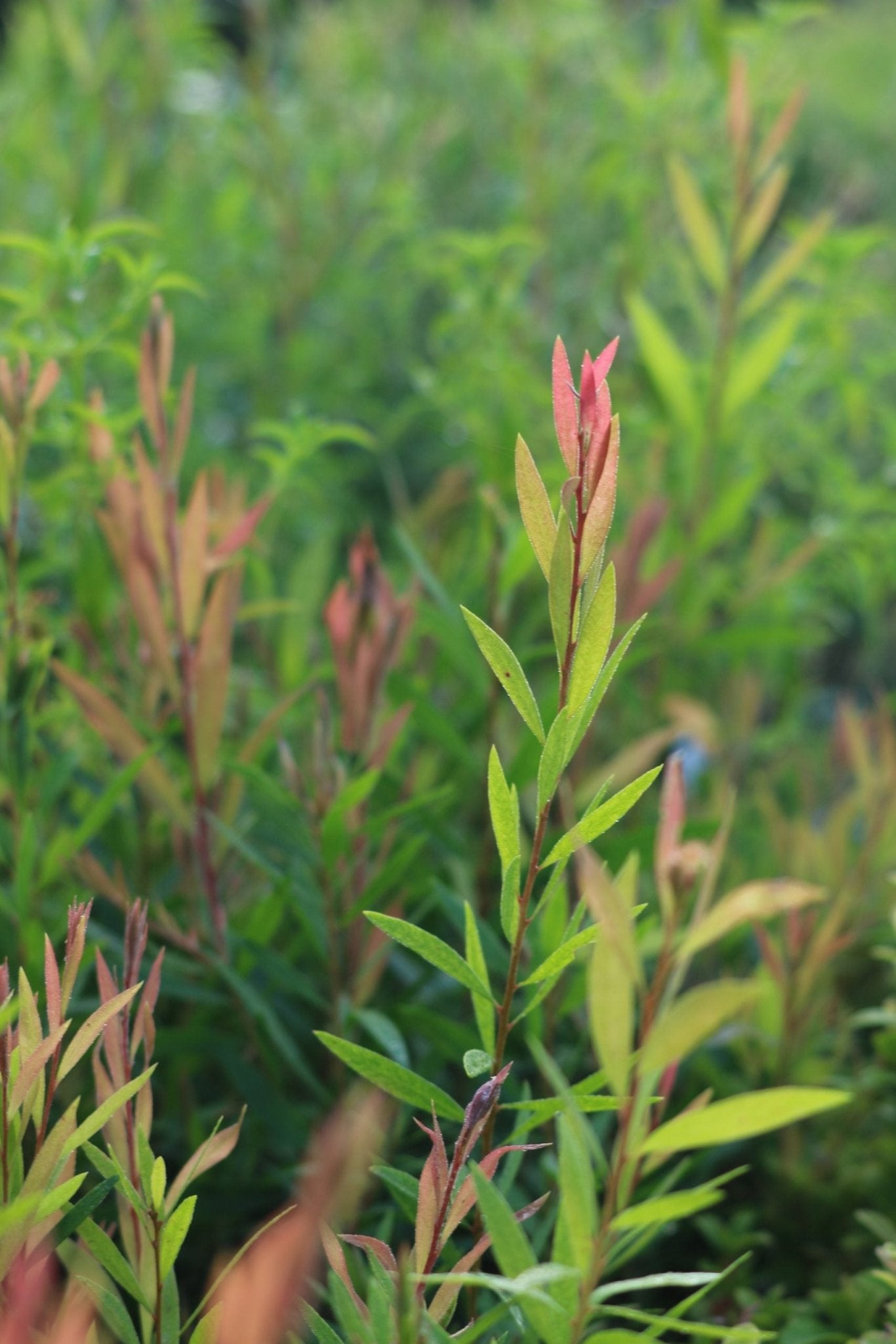 Lilly Pilly Minor Red Tip Plant – Buy Now! – Ladybird Nursery