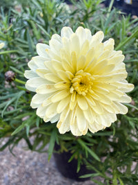 Daisy 'Double Yellow' (Argyranthemum) - Ladybird Nursery