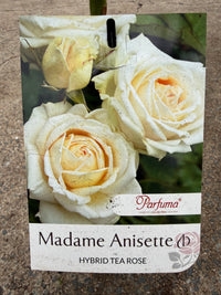 Rose 'Madame Anisette'