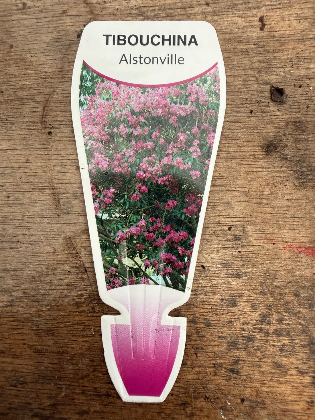 Tibouchina 'Alstonville' - Large - Ladybird Nursery