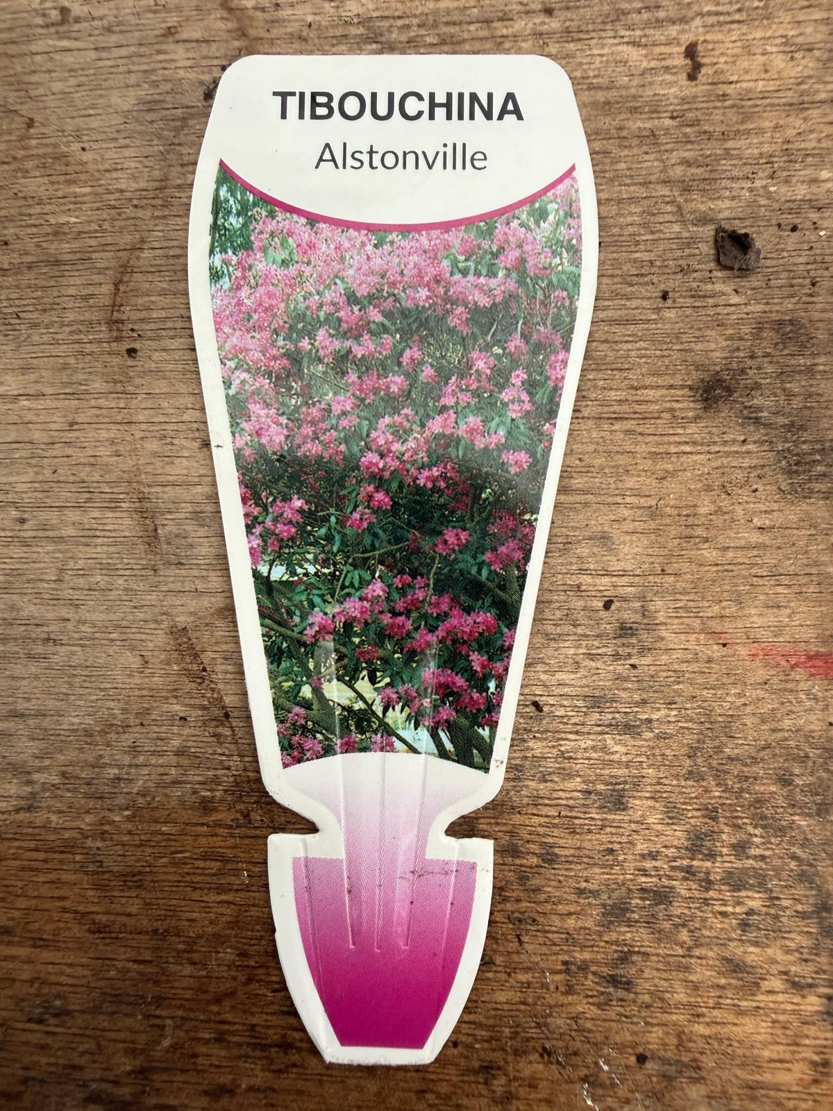Tibouchina 'Alstonville' - Large - Ladybird Nursery