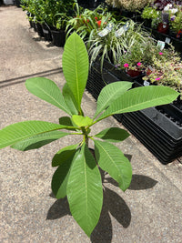 Frangipani WA Sunset (Plumeria) - Ladybird Nursery
