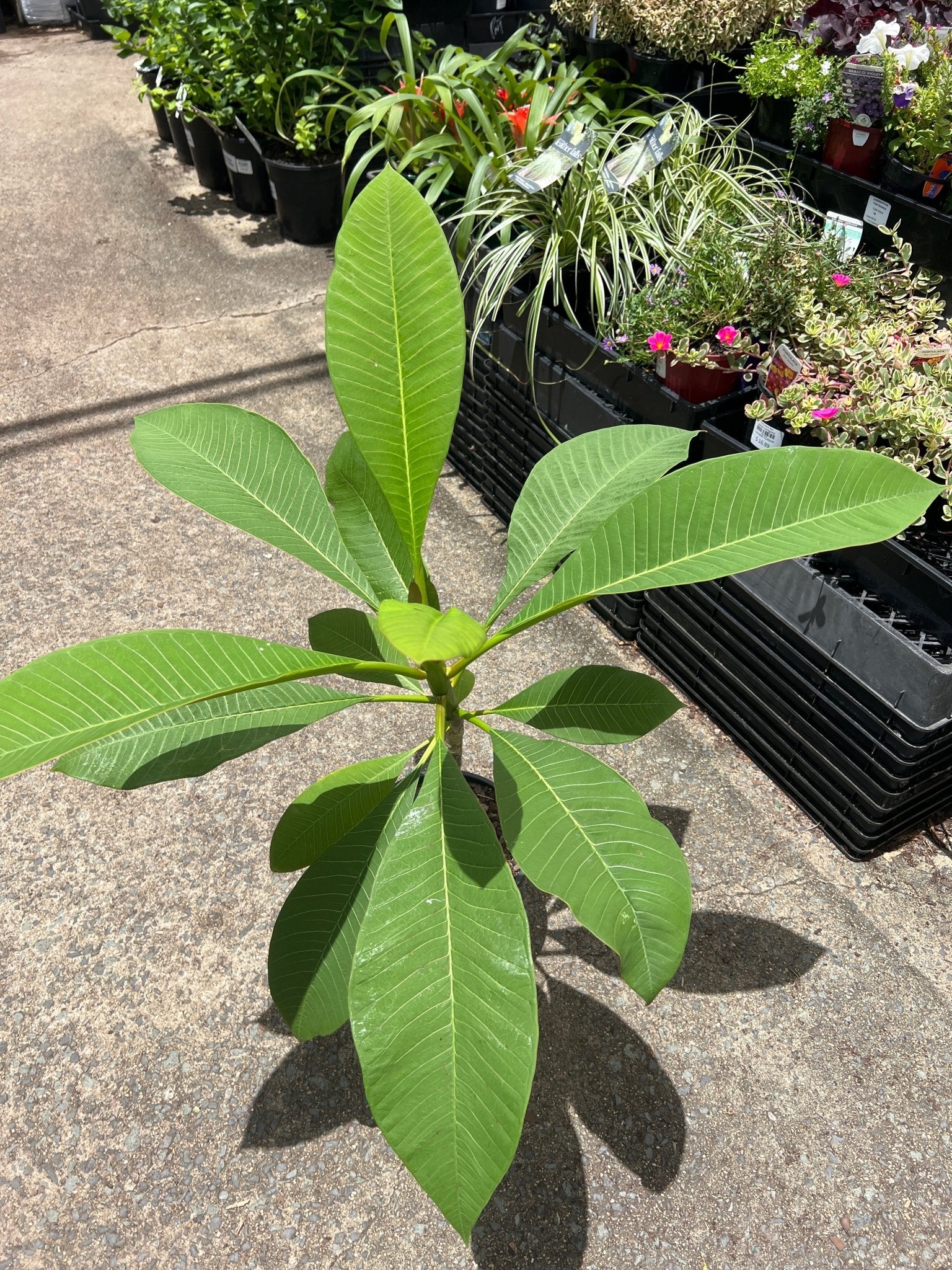 Frangipani WA Sunset (Plumeria) - Ladybird Nursery