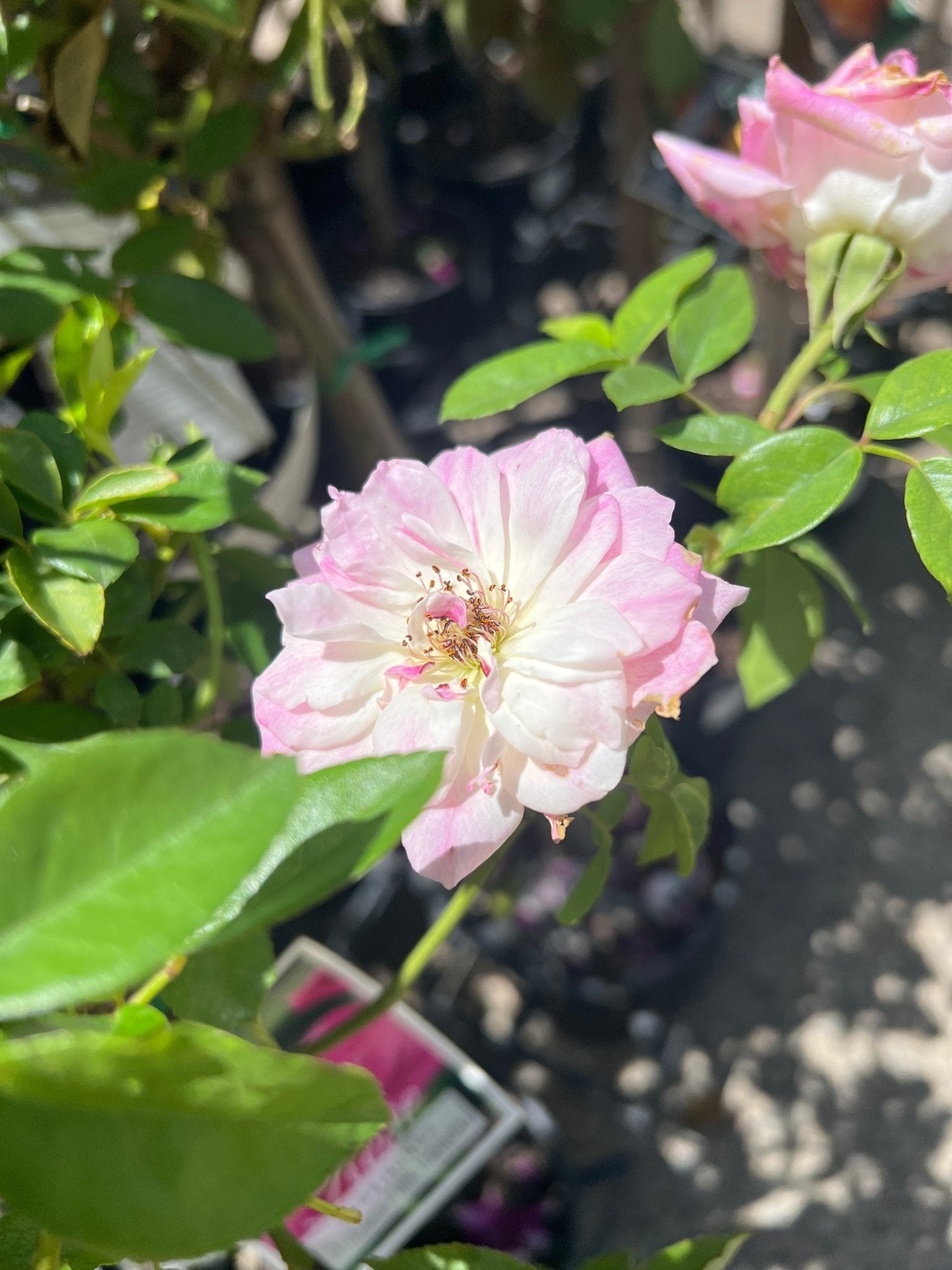 Rose ‘Brilliant Pink Iceberg Floribunda’ 2ft Standard - Ladybird Nursery