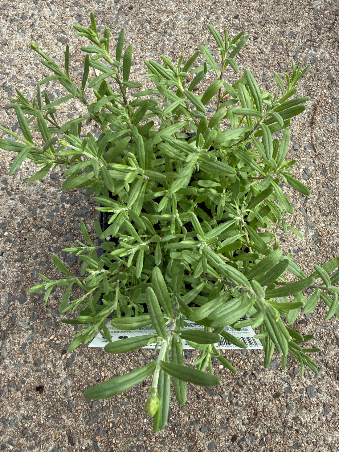 Lavender 'English' 4 Cell (PICKUP ONLY)