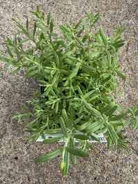 Lavender 'English' 4 Cell (PICKUP ONLY)