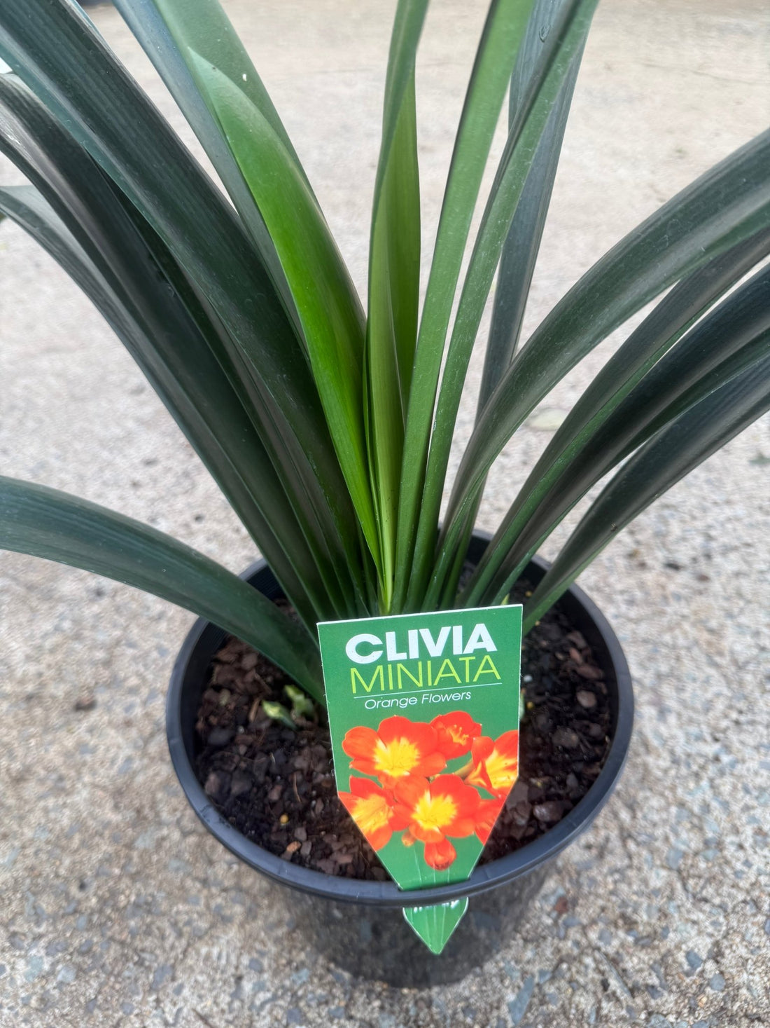 Clivia miniata Orange - Large - Ladybird Nursery