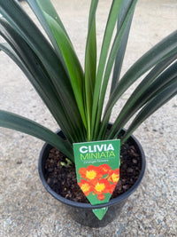 Clivia miniata Orange - Large - Ladybird Nursery