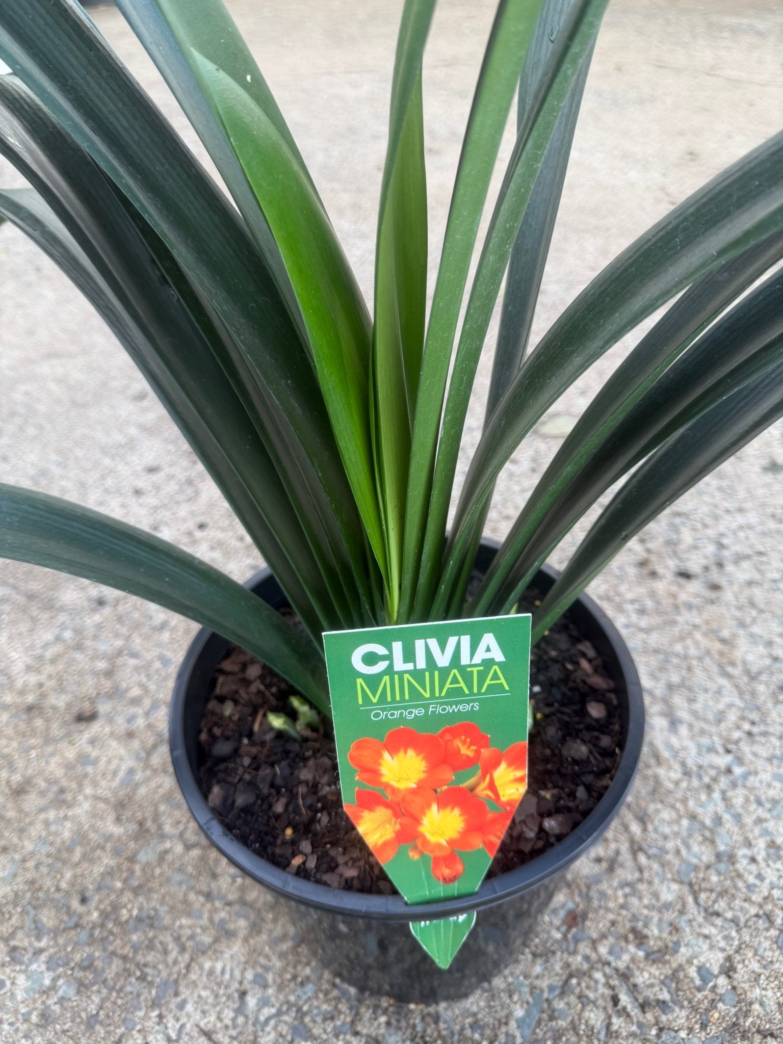 Clivia miniata Orange - Large - Ladybird Nursery