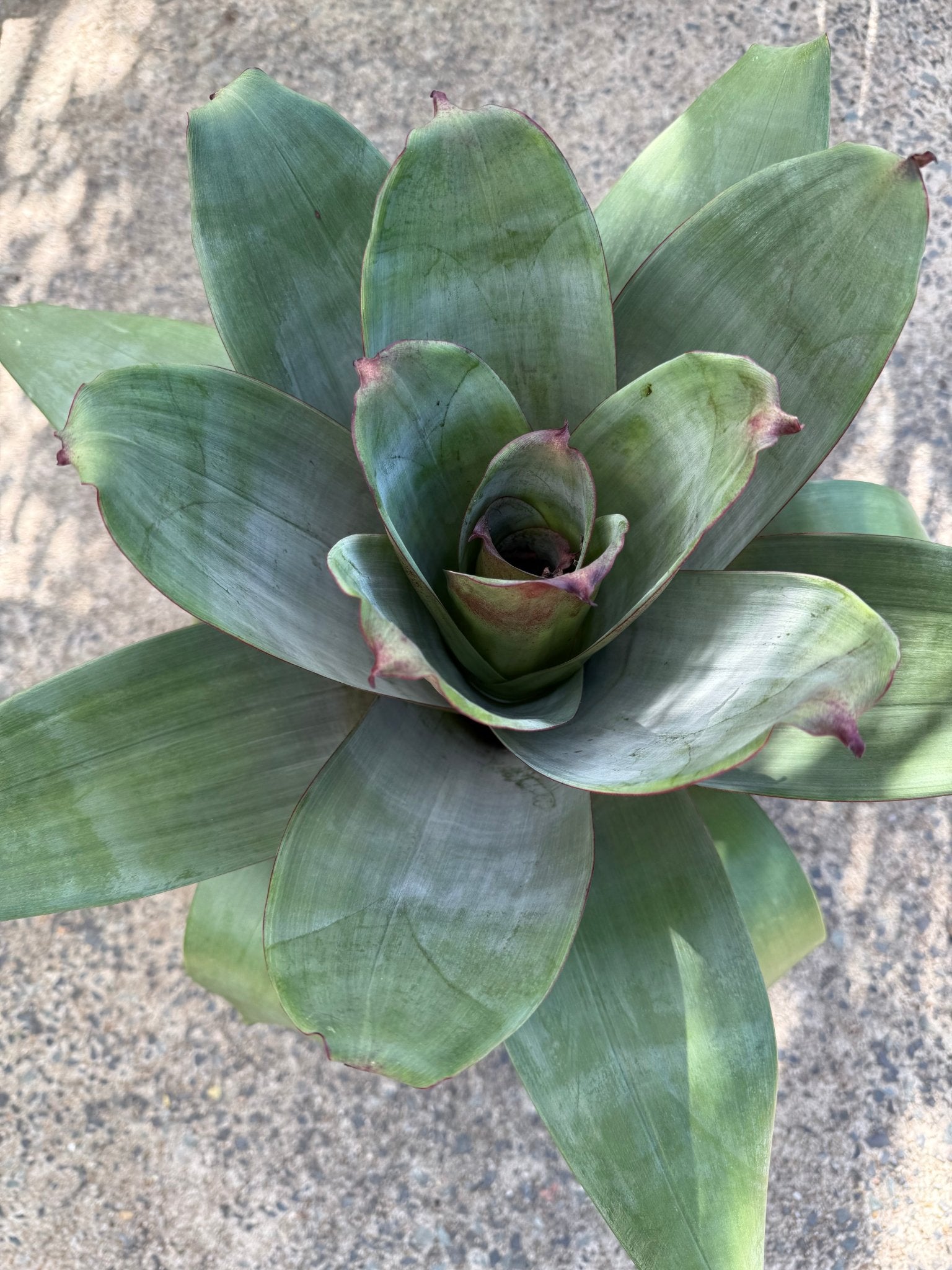Imperial Bromeliad Rubra (Alcantarea imperialis) 300mm Pot (PICK UP ONLY) - Ladybird Nursery