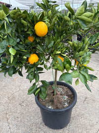 Orange 'Lanes Late Navel' Advanced 500mm Pot (PICK UP ONLY)