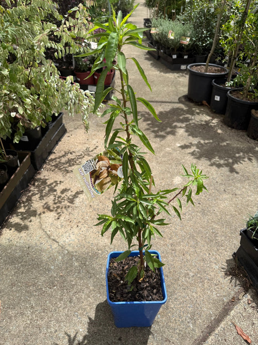 Dwarf Almond Self Pollinating - Ladybird Nursery