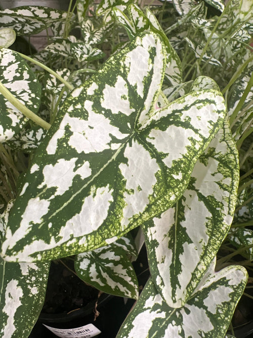 Caladium 'Angel Wings' - Ladybird Nursery
