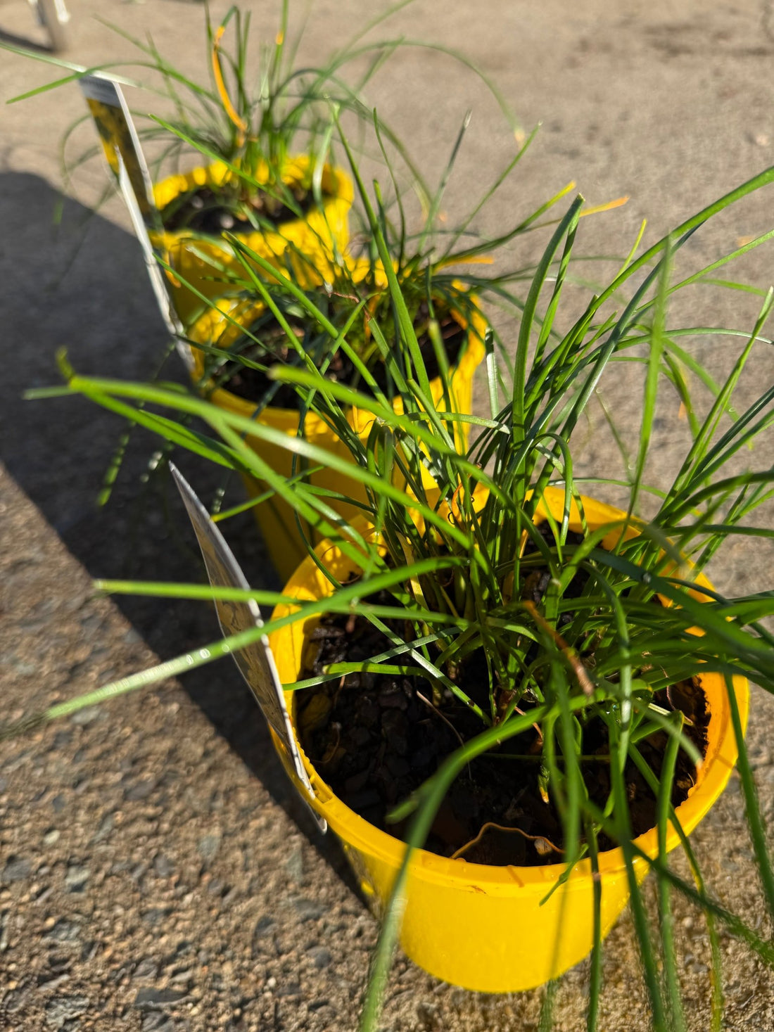 Yellow Rain Lily (Zephyranthes flavissima) - Ladybird Nursery