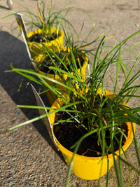 Yellow Rain Lily (Zephyranthes flavissima) - Ladybird Nursery