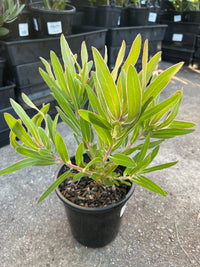 Protea 'Australis Ruby' - Large - Ladybird Nursery