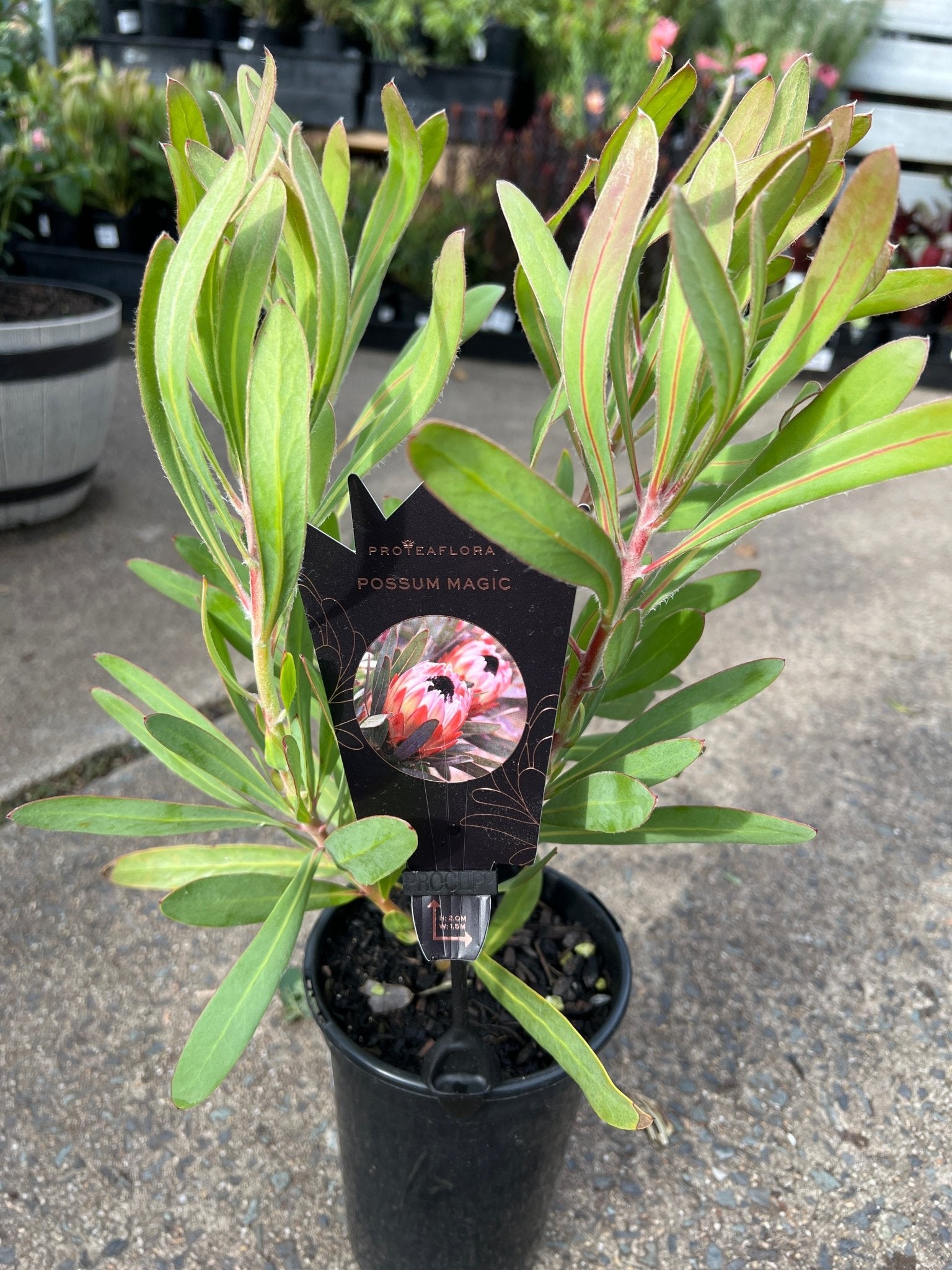 Protea 'Possum Magic' - Ladybird Nursery