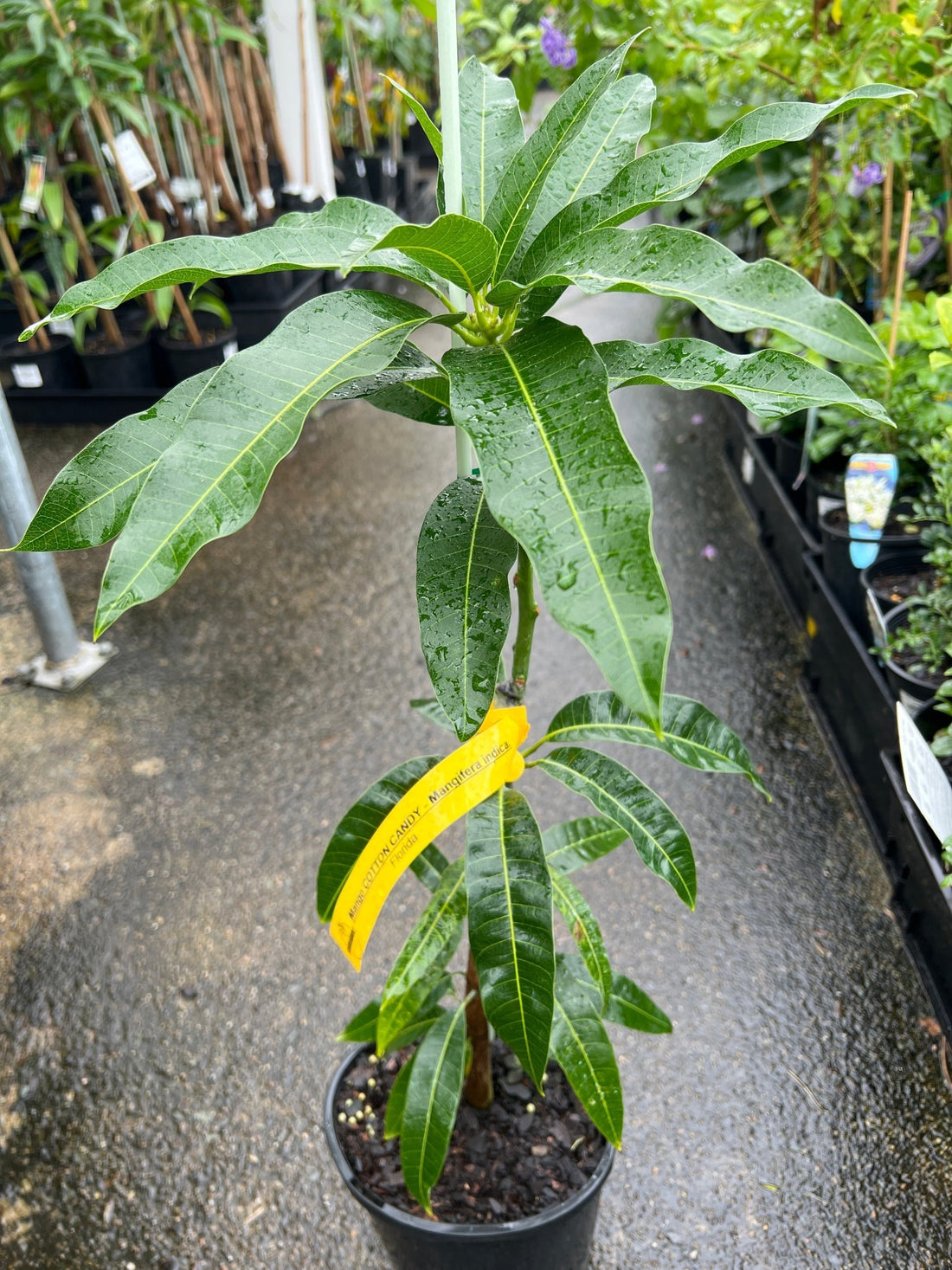 Mango 'Cotton Candy' - Ladybird Nursery