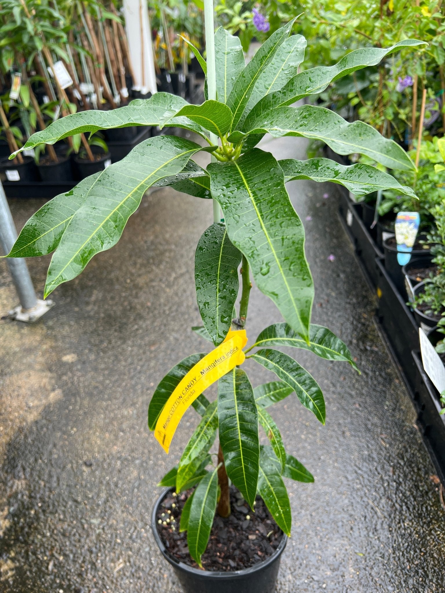 Mango 'Cotton Candy' - Ladybird Nursery