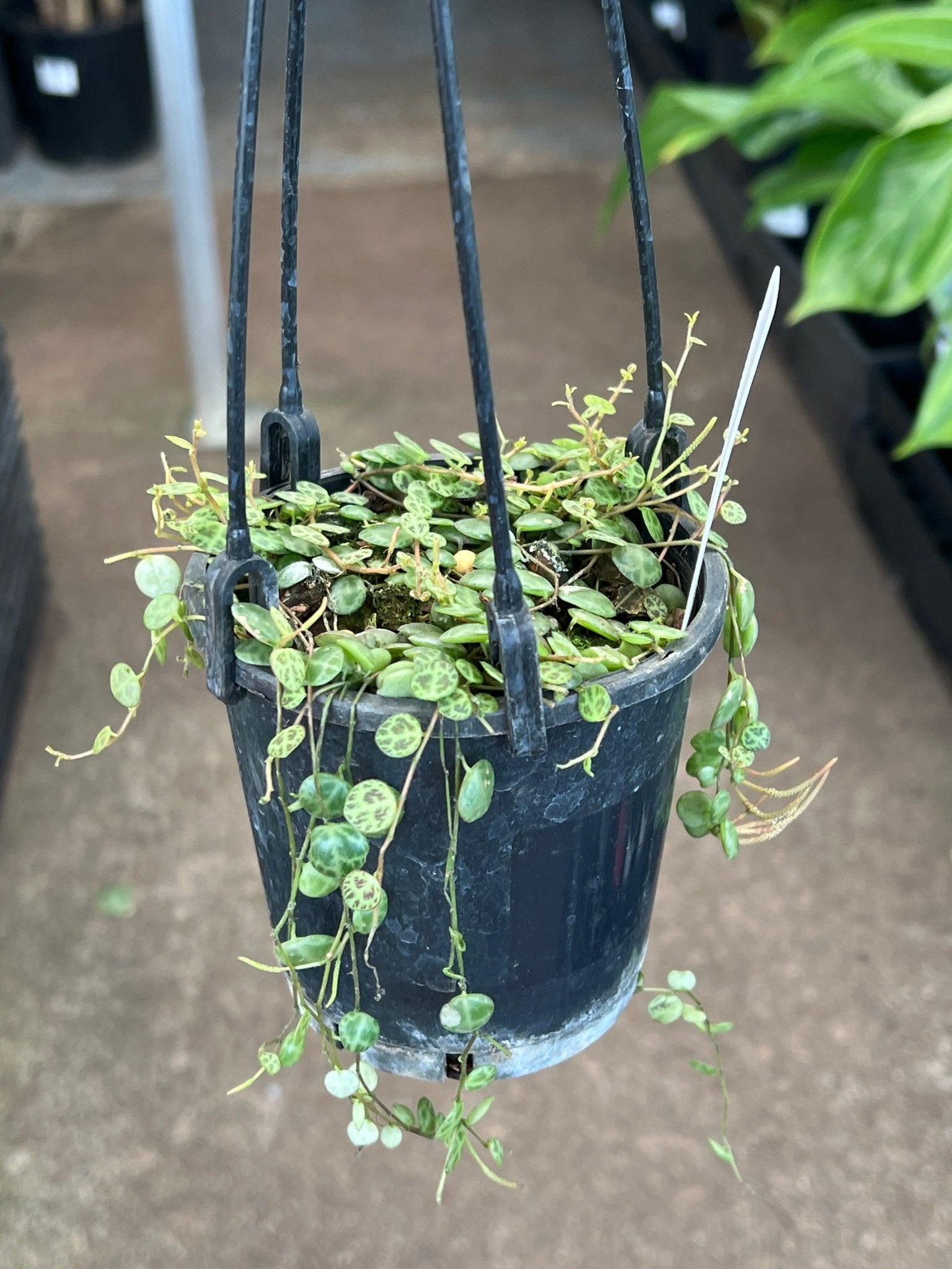 Peperomia 'String of Turtles' (Peperomia Prostrata) - Ladybird Nursery