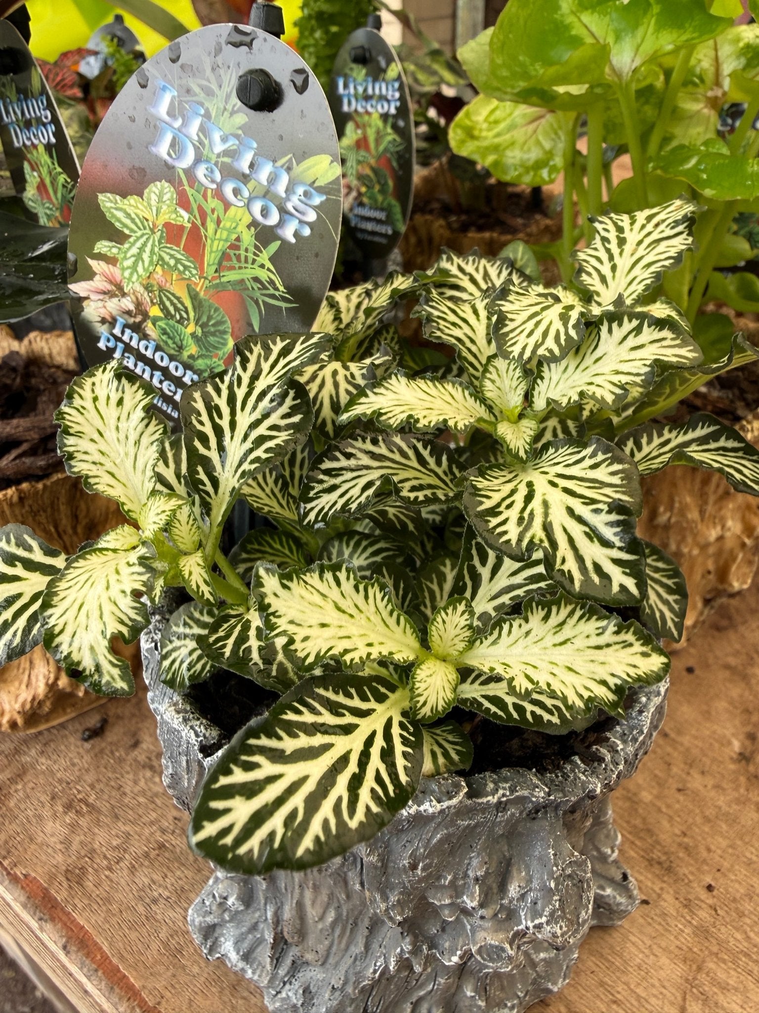 Single Planted Log Planter (Assorted Indoor Plant) - Ladybird Nursery
