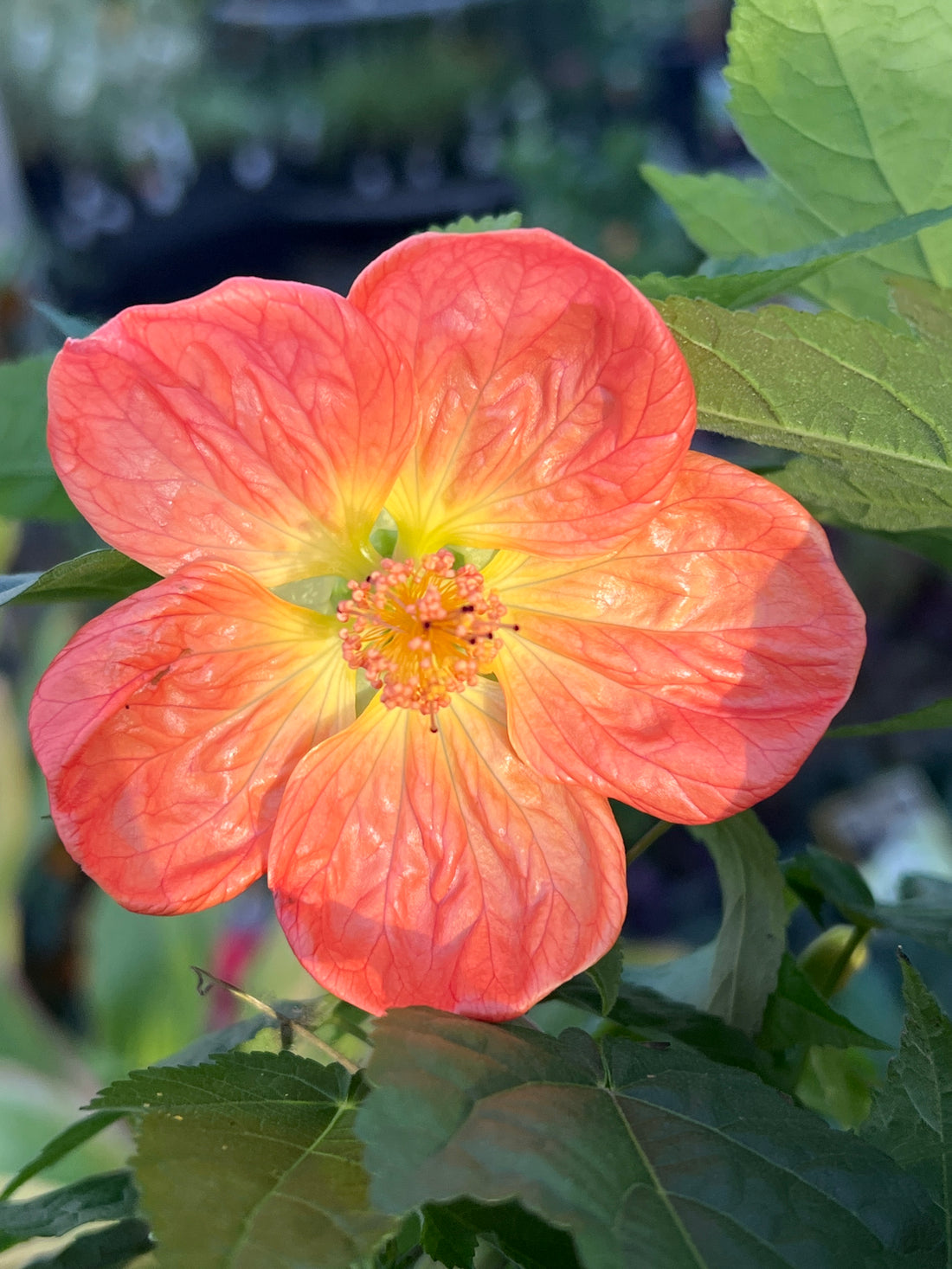 Chinese Lantern Lucky Tangerine (Abutilon hybrida)