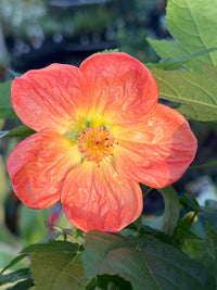 Chinese Lantern Lucky Tangerine (Abutilon hybrida)