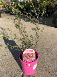 Leptospermum 'Ballerina' - Ladybird Nursery