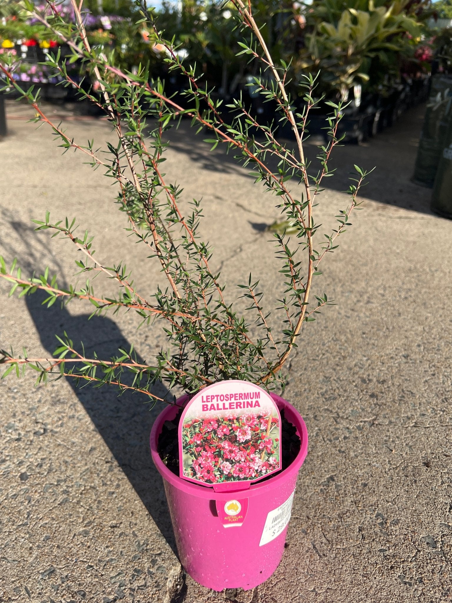 Leptospermum 'Ballerina' - Ladybird Nursery
