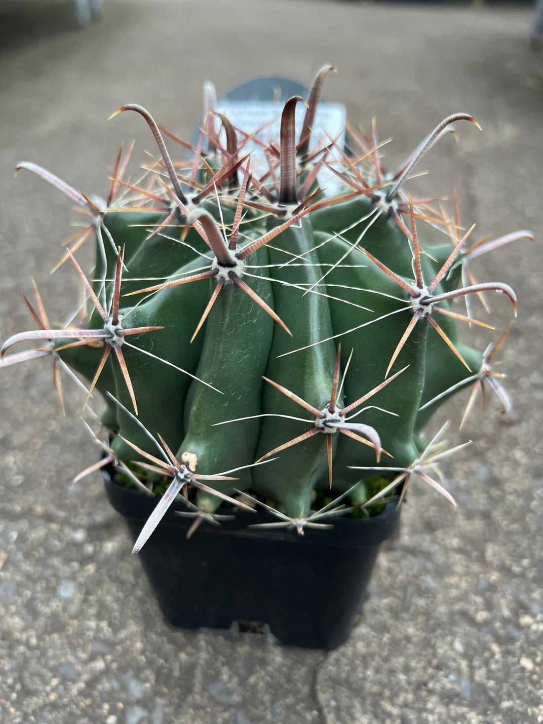 Fishhook Barrel Cactus (Ferocactus wislizeni) - Ladybird Nursery