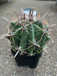 Fishhook Barrel Cactus (Ferocactus wislizeni) - Ladybird Nursery