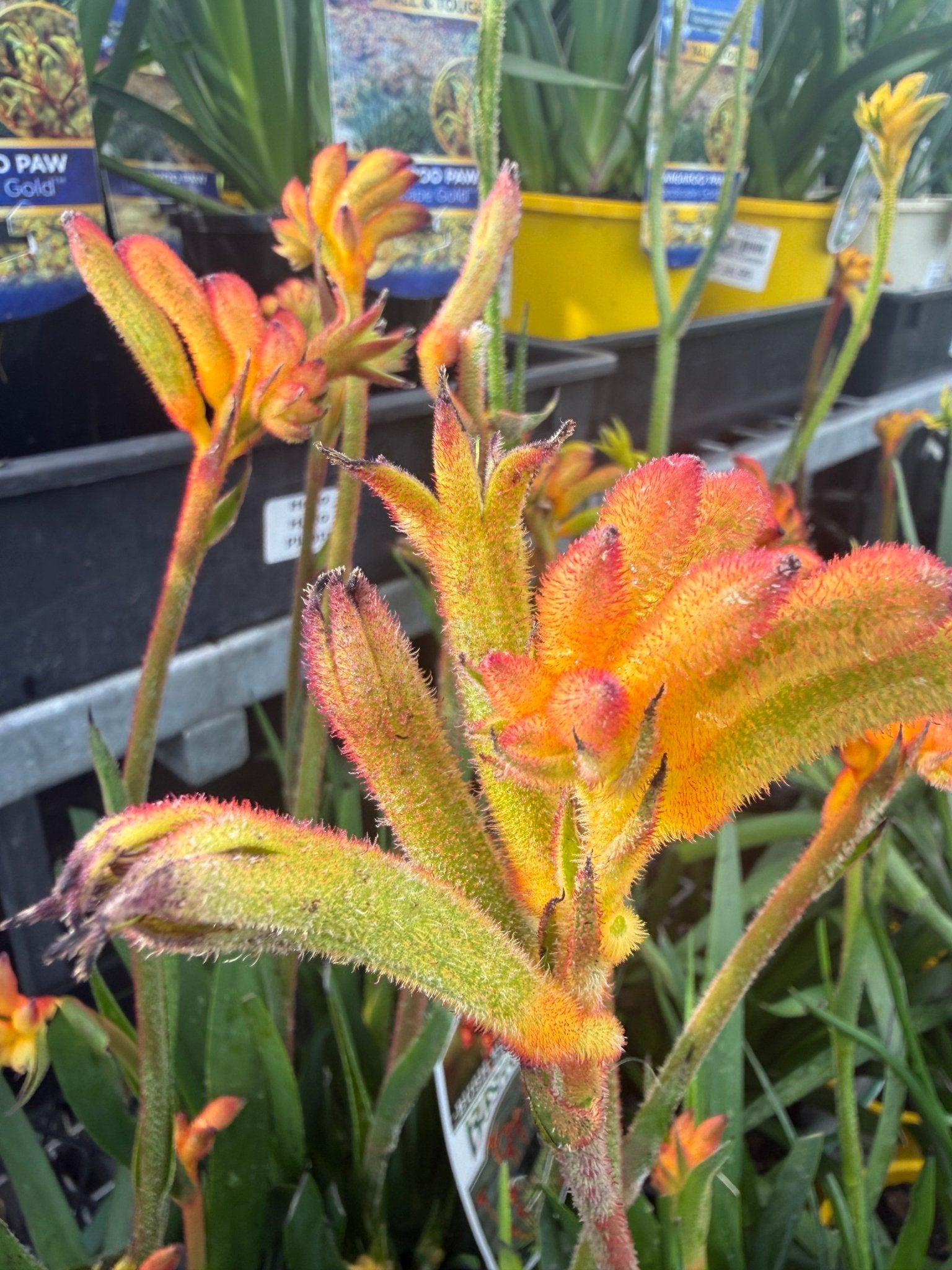 Kangaroo Paw 'Bush Surprise' (Anigozanthos) - Ladybird Nursery