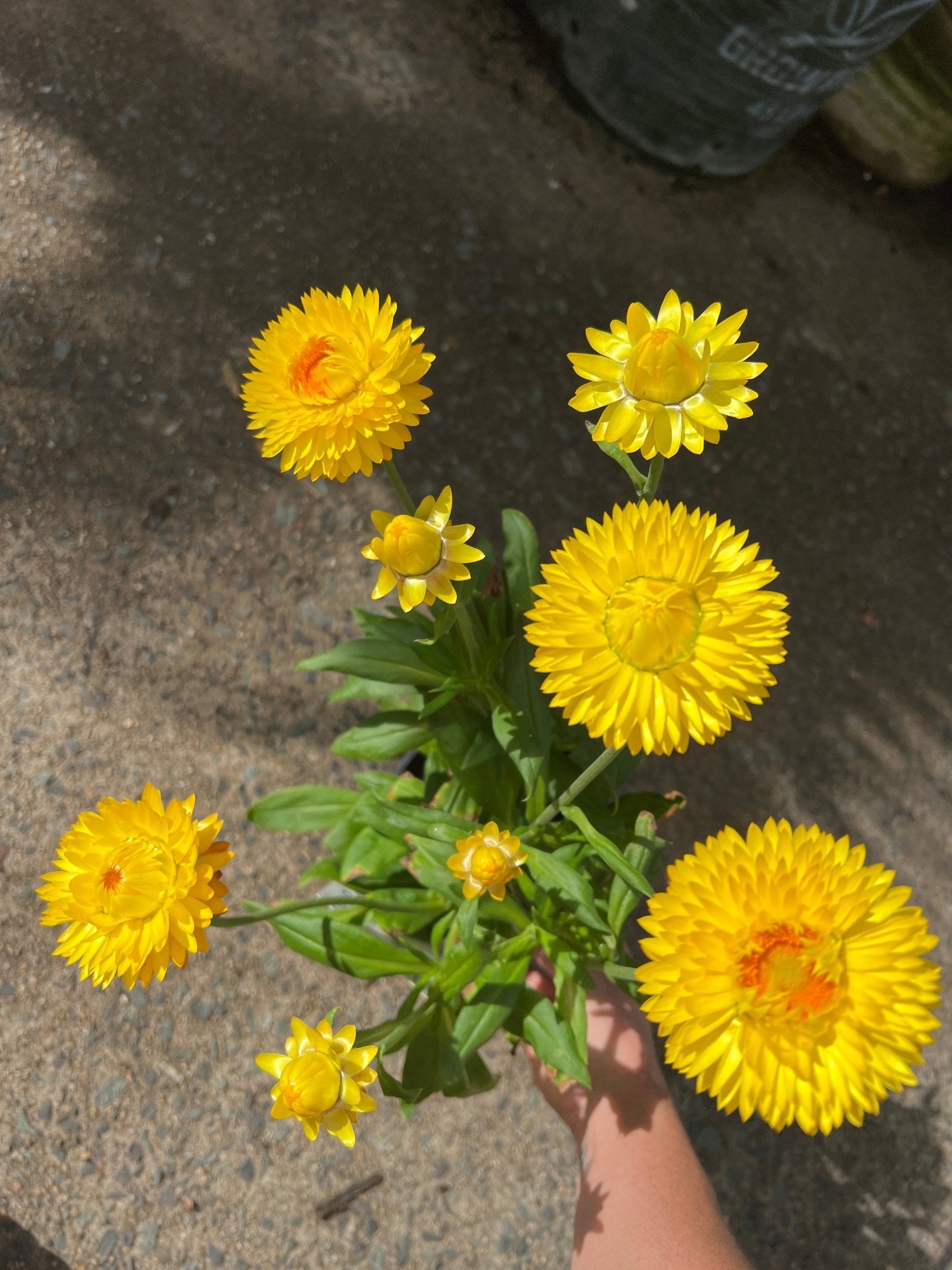 Paper Daisy 'Granvia' (Bracteantha bracteata) - Ladybird Nursery