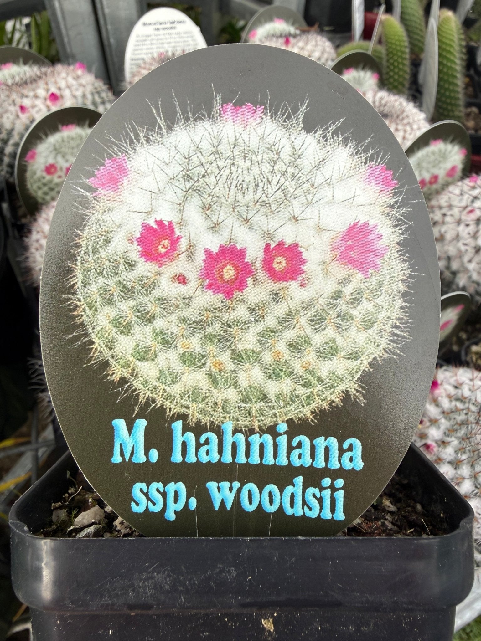 Old Lady Cactus (Mammillaria hahniana ssp. woodsii) - Ladybird Nursery