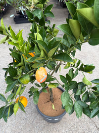 Orange 'Washington Navel' 330mm (Pickup Only)