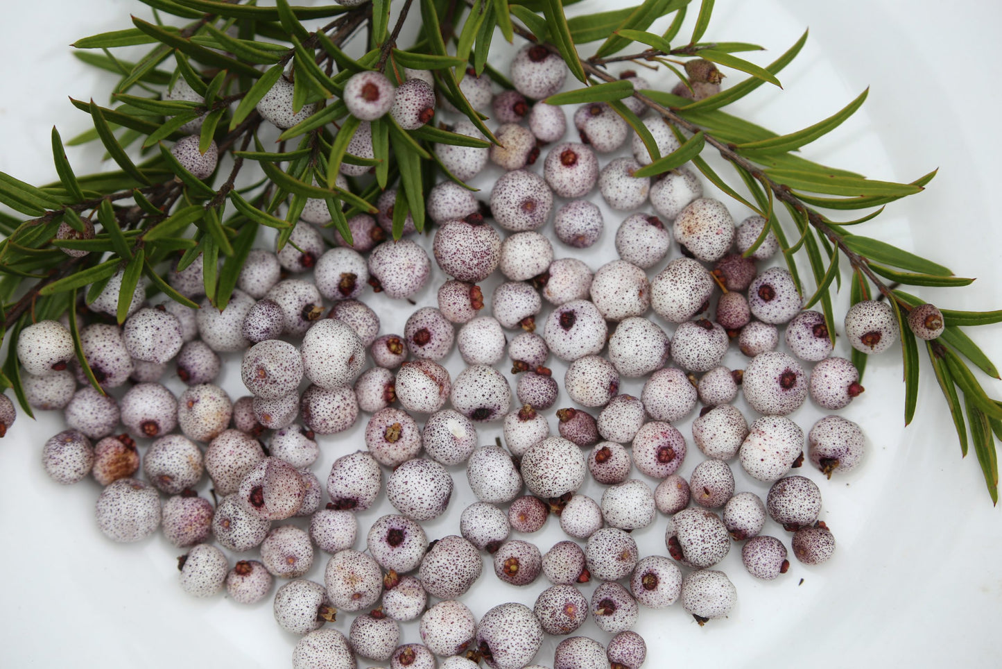 Midyim Berry (Austromyrtus dulcis)