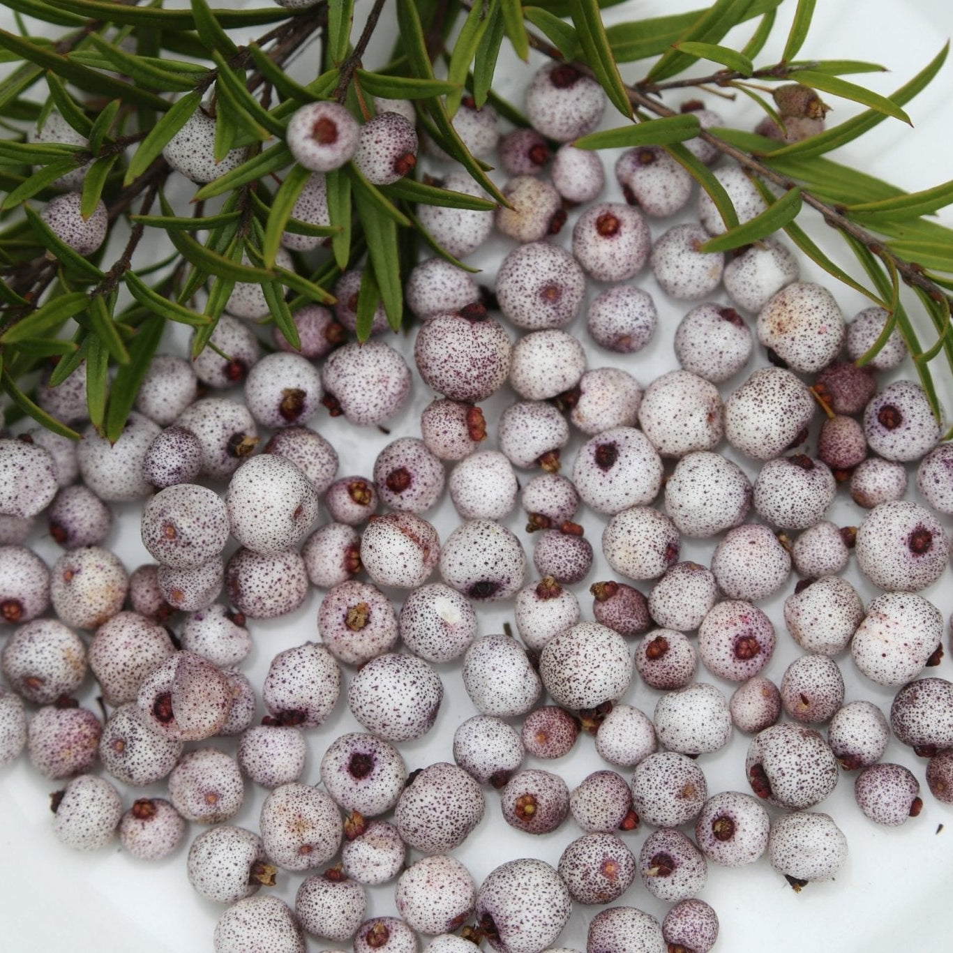 Midyim Berry (Austromyrtus dulcis) - Ladybird Nursery