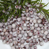 Midyim Berry (Austromyrtus dulcis) - Ladybird Nursery