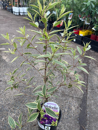 Tibouchina Melodie (Tibouchina) - Ladybird Nursery